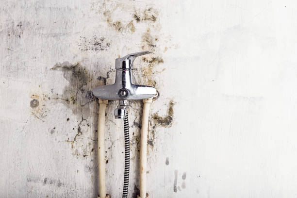 Home Mold Removal in Farmington, NM