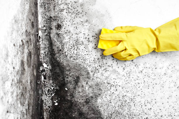 Professional Mold Removal in Farmington, NM